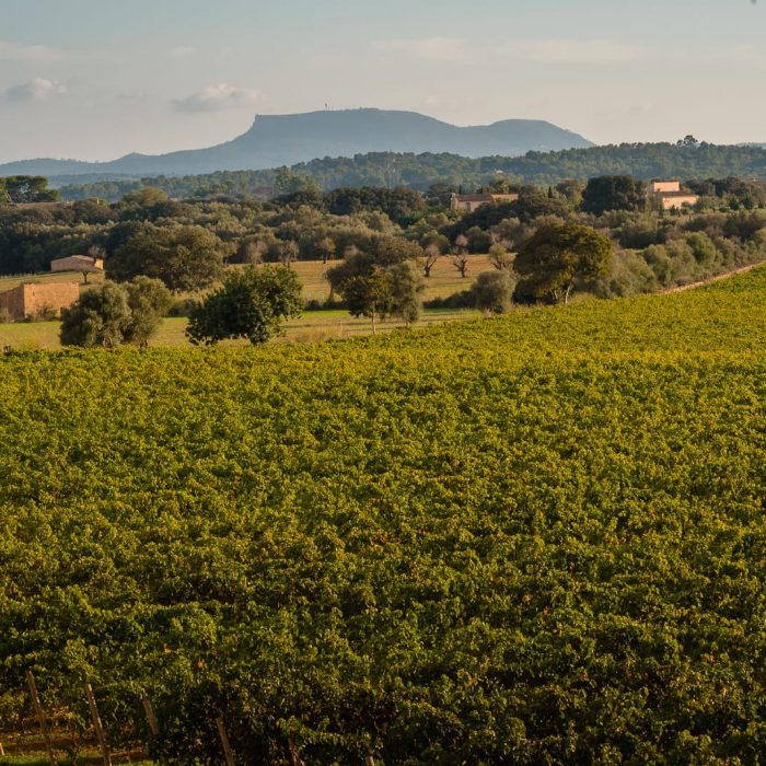 Ivan Pomposo Photography & Design - Bodega Santa Catarina - 0005