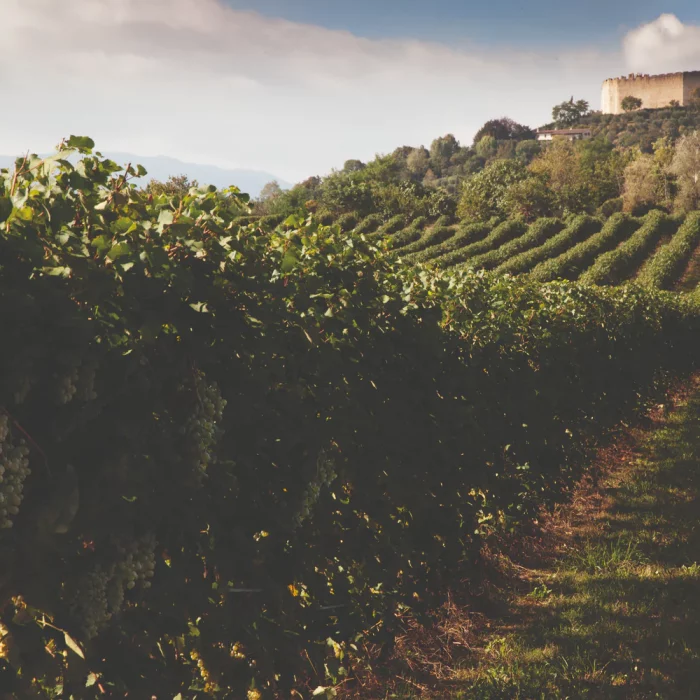vigna_Asolo_02.jpg